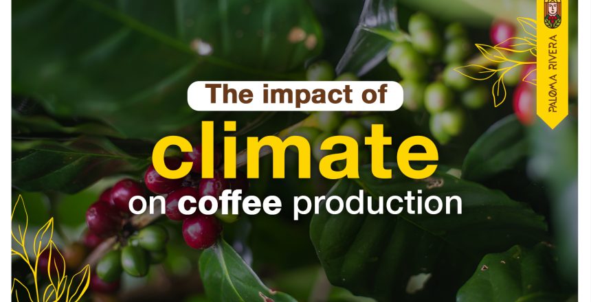The-impact-of-climate-on-coffee-production-A-perspective-from-Paloma-Rivera-Paloma-Rivera